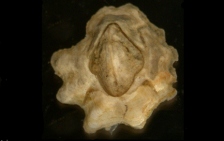 Austrominius modestus