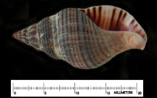 Buccinulum vittatum