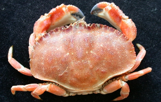 Cancer novaezelandiae